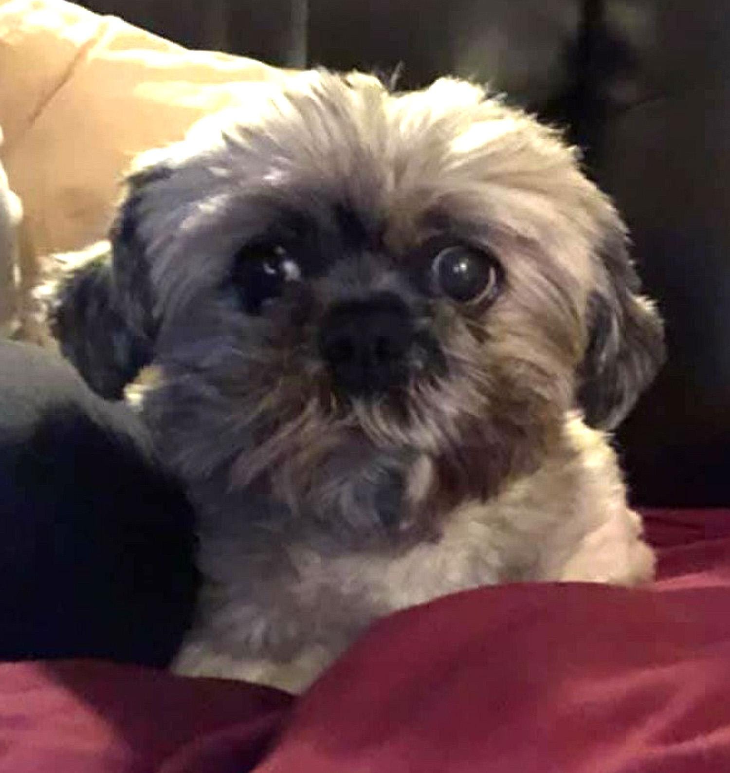 emotional support dogs for adoption near me